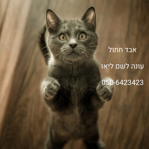 אבד חתול בשם ליאו